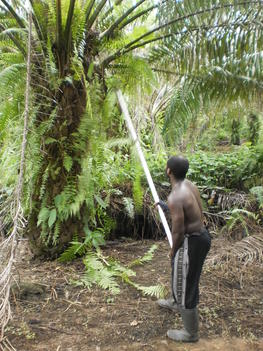 Michel Pech - Récolte du palmier à huile au Cameroun