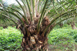 A Supermacho Oil Palm